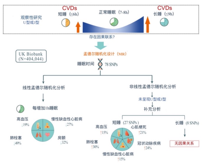 睡眠时间长短与12种心血管